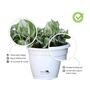White Scindapsus Compacta Medium Natural Plant In Fibre Pot, Set Of 2