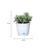 White Scindapsus Compacta Medium Natural Plant In Fibre Pot, Set Of 2
