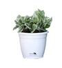 White Scindapsus Compacta Medium Natural Plant In Fibre Pot, Set Of 2