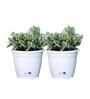 White Scindapsus Compacta Medium Natural Plant In Fibre Pot, Set Of 2