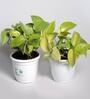 White Scindapsus Gold Large Natural Plant In Fibre Pot