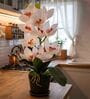 White Silk Fabric Coral Luxe Orchid Arrangement Pot With Flower