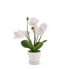 White Silk Fabric Orchid Radiance Arrangement Pot With Flower