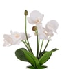 White Silk Fabric Orchid Radiance Arrangement Pot With Flower