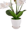 White Silk Fabric Orchid Radiance Arrangement Pot With Flower