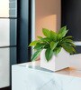 White Square Shaped Polymer Floor Planter