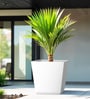 White Square Shaped Polymer Floor Planter