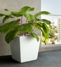 White Square Shaped Polymer Floor Planter