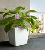 White Square Shaped Polymer Floor Planter