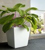 White Square Shaped Polymer Floor Planter