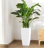 White Square Shaped Polymer Floor Planter