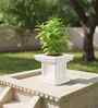 White TULISI Marble Square Shaped 1 Planter