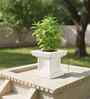 White TULISI Marble Square Shaped 1 Planter