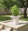 White TULISI Square Shaped 1 Planter