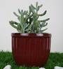 Wine Ceramic F-Kulhar Design Small Size Planter