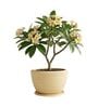 WKTR Beige 18 Inch German Polymer Round Plant Container with Saucer