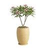 WKTR Beige 18 Inch German Polymer Tall Round Plant Container with Saucer