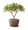 WKTR Choco Brown 18 Inch German Polymer Round Plant Container with Saucer