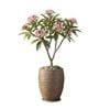 WKTR Choco Brown 18 Inch German Polymer Tall Round Plant Container with Saucer