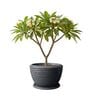 WKTR Grey 18 Inch German Polymer Round Plant Container with Saucer