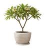WKTR Marble White 18 Inch German Polymer Round Plant Container with Saucer