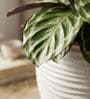 WKTR Marble White 18 Inch German Polymer Tall Round Plant Container with Saucer