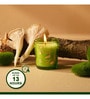 Wonder Series Forest Bliss Glass Candle (Green)