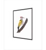 Woodpecker Bird Wall Art