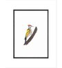 Woodpecker Bird Wall Art