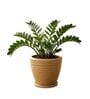 WPC Beige 12 Inch German Polymer Round Plant Container With Saucer
