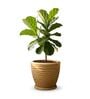 WPC Beige 15 Inch German Polymer Round Plant Container With Saucer