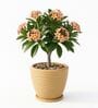 WPC Beige 17 Inch German Polymer Round Plant Container With Saucer