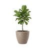 WPC Choco Brown 17 Inch German Polymer Round Plant Container With Saucer