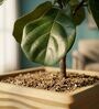 WTK Beige 12 Inch German Polymer Square Plant Container With Saucer