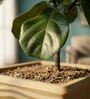 WTK Beige 15 Inch German Polymer Square Plant Container With Saucer