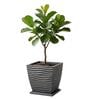 WTK Grey 15 Inch German Polymer Square Plant Container With Saucer