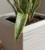 WTK Marble White 12 Inch German Polymer Square Plant Container With Saucer