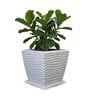 WTK Marble White 15 Inch German Polymer Square Plant Container With Saucer