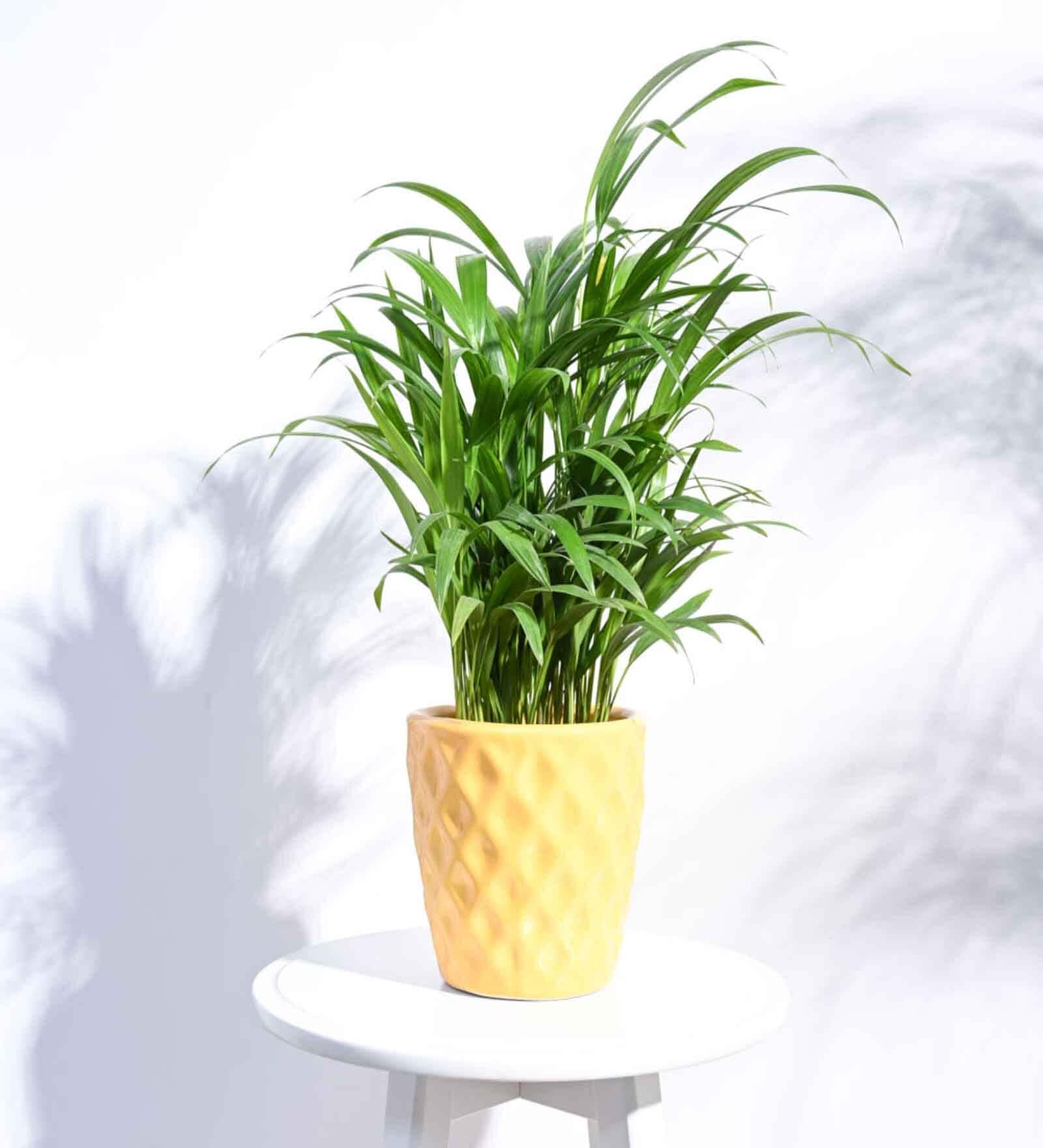 Yellow Ceramic Argyle Shape Desk Pot Planter