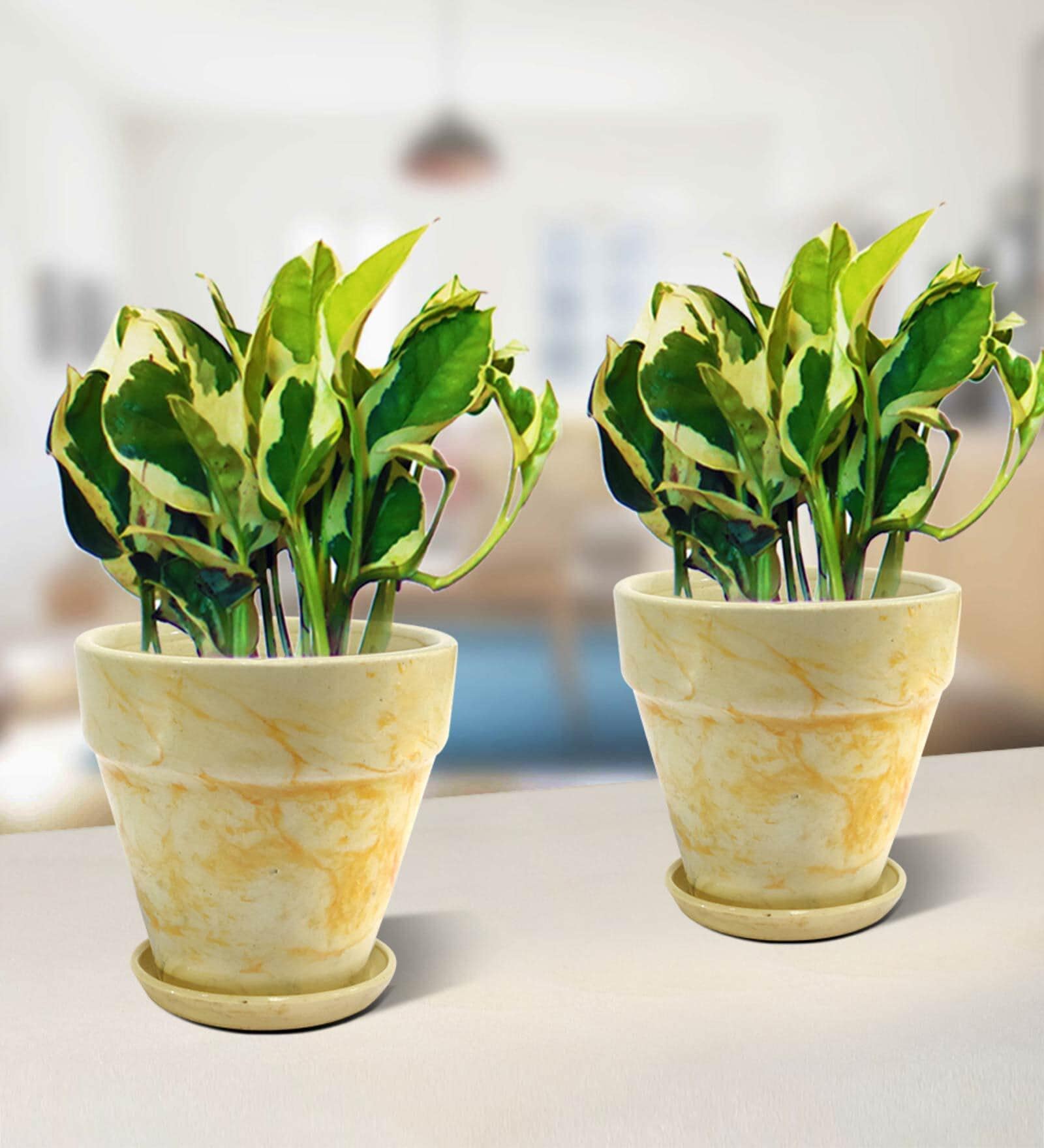 Yellow Scindapsus Compacta Small Natural Plant In Ceramic Pot