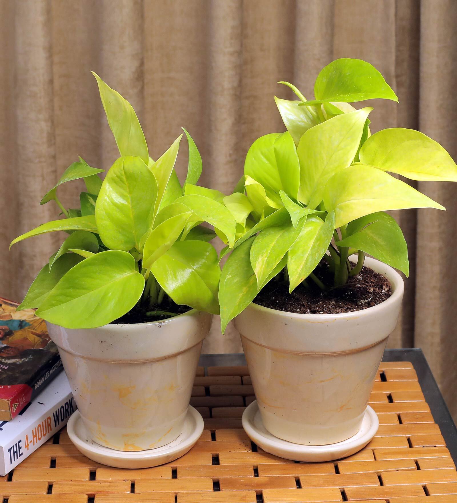 Yellow Scindapsus Gold Medium Natural Plant In Ceramic Pot, Set Of 2
