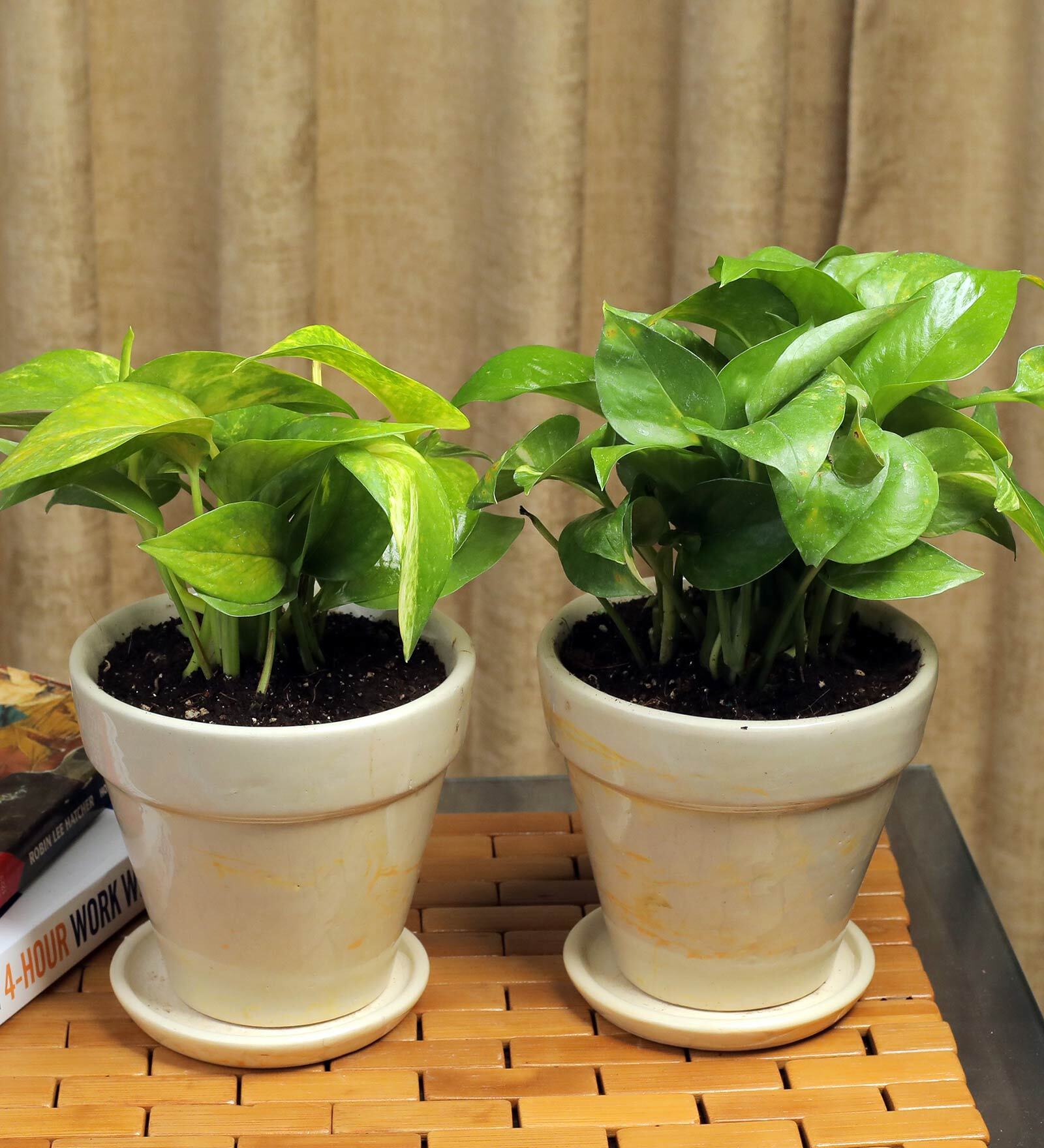 Yellow Scindapsus Green Medium Natural Plant In Ceramic Pot, Set Of 2