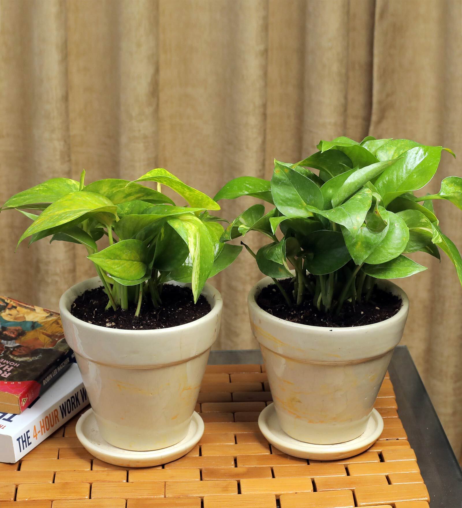 Yellow Scindapsus Green Medium Natural Plant In Ceramic Pot
