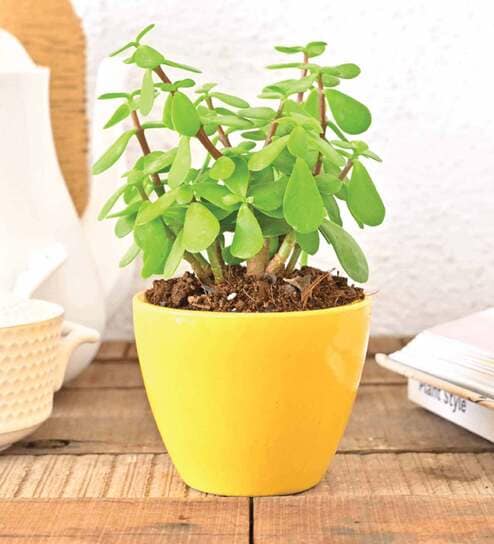Yellow Ceramic Apple Shape Desk Pot Planter by Ugaoo