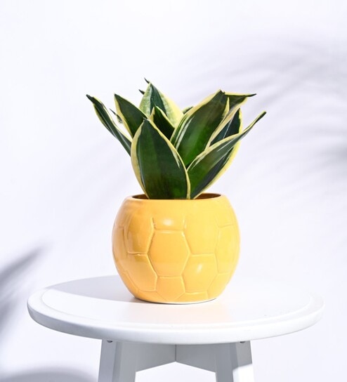 Yellow Ceramic Football Shape Desk Pot Desk Pot