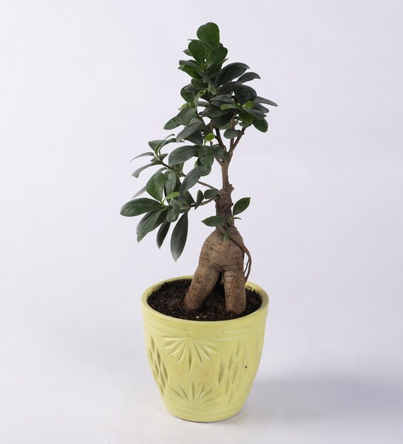 Top Ficus Bonsai Yellow Leaves Full Hobby plan