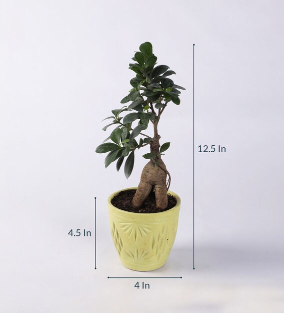 New Ficus Bonsai Leaves Turning Yellow Tips Hobby plan