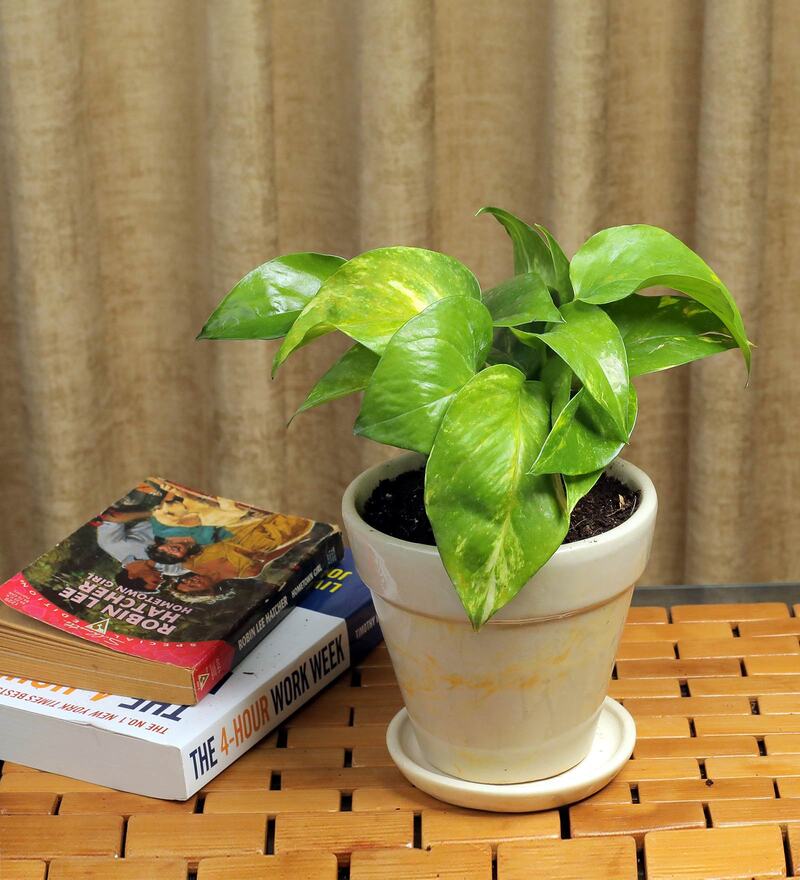 Buy Yellow Scindapsus Green Small Natural Plant in Ceramic Pot by