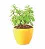Yellow Ceramic Apple Shape Desk Pot Planter