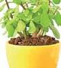 Yellow Ceramic Apple Shape Desk Pot Planter